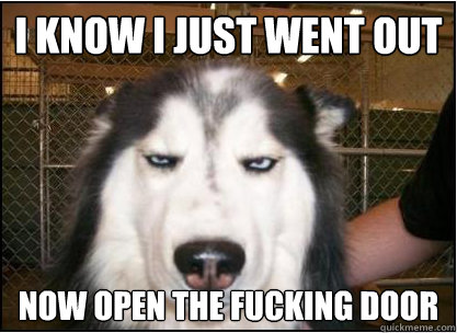 i know i just went out now open the fucking door - i know i just went out now open the fucking door  Skeptical Dog