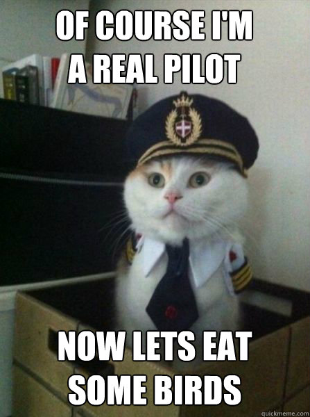 Of course I'm
a real pilot Now lets eat
some birds  Captain kitteh