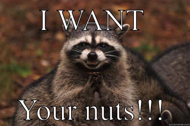 I WANT YOUR NUTS!!! Evil Plotting Raccoon