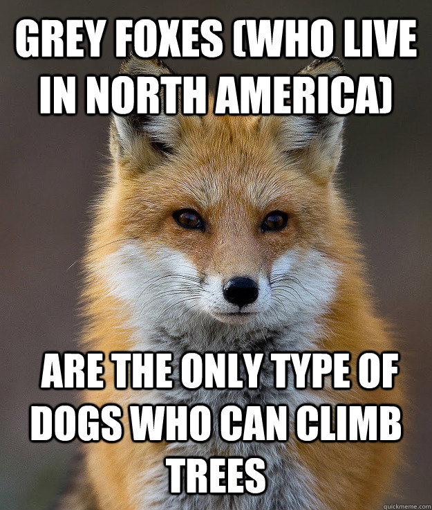 Grey foxes (who live in North America)  are the only type of dogs who can climb trees - Grey foxes (who live in North America)  are the only type of dogs who can climb trees  Fun Fact Fox