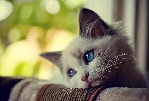 I am sorry -   First World Problems Cat