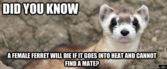 Did you know a female ferret will die if it goes into heat and cannot find a mate?  Fun-Fact-Ferret