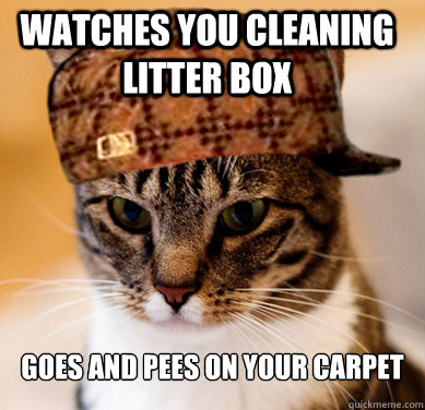 Watches you cleaning litter box Goes and pees on your carpet  Scumbag Cat