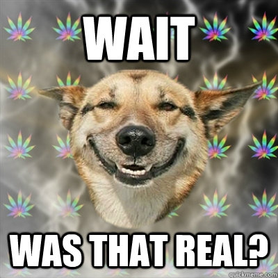 Wait was that real?  Stoner Dog
