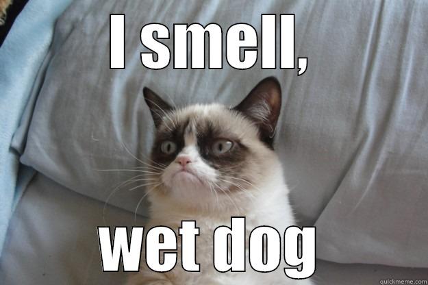 I SMELL, WET DOG Grumpy Cat