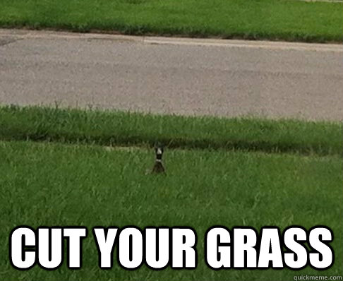Cut your grass - Cut your grass  Neighborly Advice Mallard