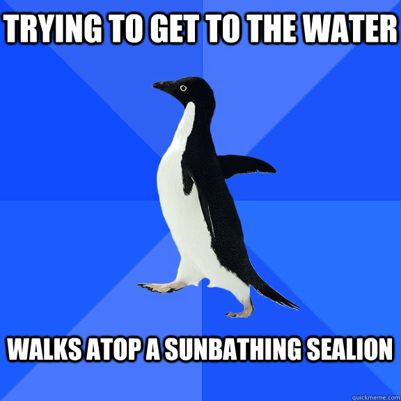 Trying to get to the water  walks atop a sunbathing sealion  - Trying to get to the water  walks atop a sunbathing sealion   Socially Awkward Penguin