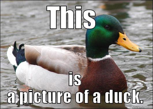 THIS  IS A PICTURE OF A DUCK. Actual Advice Mallard