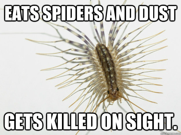 Eats Spiders and dust gets killed on sight. - Eats Spiders and dust gets killed on sight.  Misunderstood Centipede