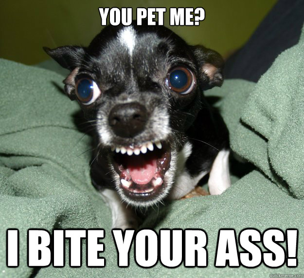 You pet me? I bite your ass!  Chihuahua Logic