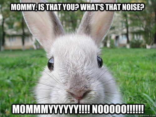 Mommy, Is that you? What's that noise? MOMMMYYYYYY!!!! NOOOOO!!!!!!  Rabbit webcam