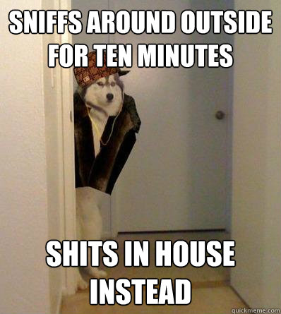 SNIFFS AROUND OUTSIDE FOR TEN MINUTES SHITS IN HOUSE INSTEAD  Scumbag dog