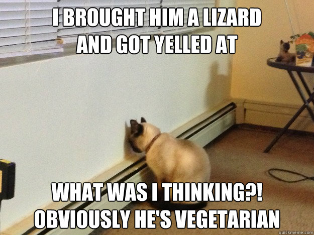 I brought him a lizard
and got yelled at what was I thinking?!
obviously he's vegetarian  Regretful Cat