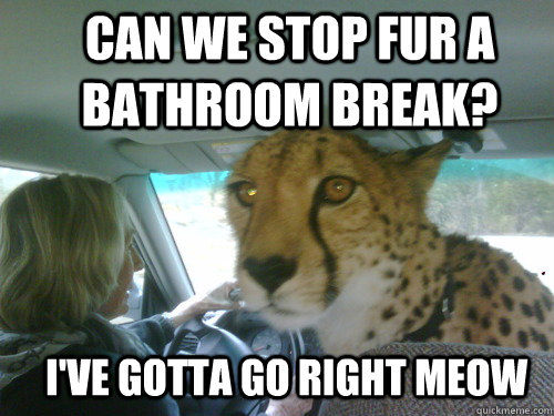can we stop fur a bathroom break? I've gotta go right meow  