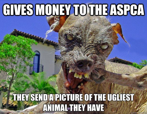 Gives money to the aspca They send a picture of the ugliest animal they have  Ugly dog
