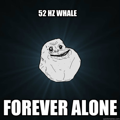 52 hz whale forever alone  Forever Alone