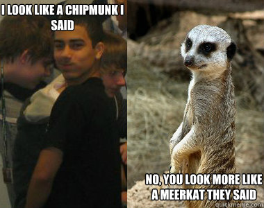 No, you look more like a meerkat they said I look like a chipmunk I said  Meerkat
