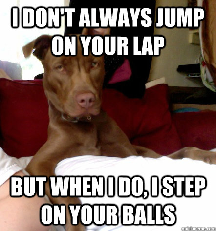 I don't always jump on your lap but when i do, I step on your balls  