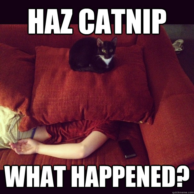Haz catnip what happened?  jealous cat
