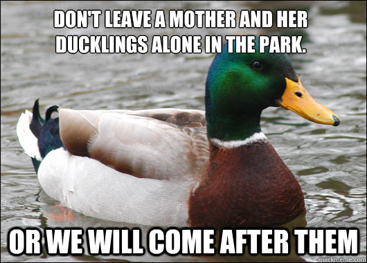 Don't leave a mother and her ducklings alone in the park. or we will come after them  Actual Advice Mallard