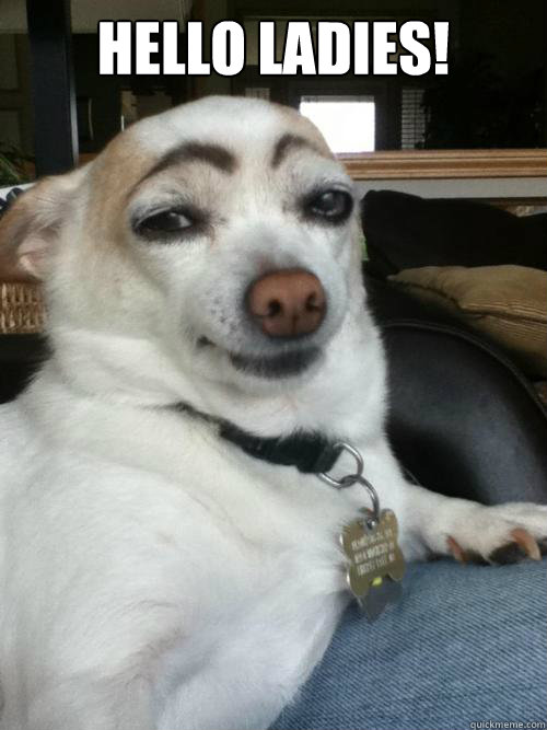 hello ladies!   Eyebrows Dog