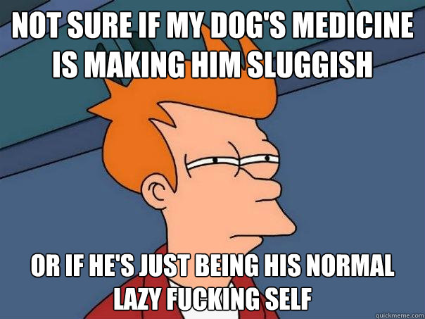 Not sure if my dog's medicine is making him sluggish Or if he's just being his normal lazy fucking self  Futurama Fry