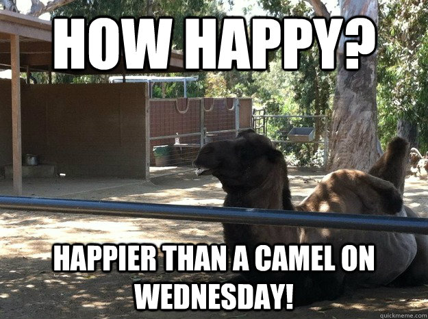 How happy? Happier than a camel on wednesday! - How happy? Happier than a camel on wednesday!  humpday