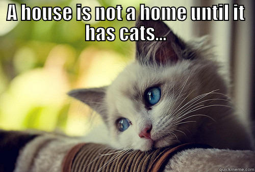 A HOUSE IS NOT A HOME UNTIL IT HAS CATS...   First World Problems Cat