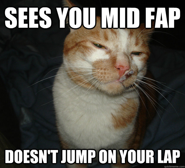 sees you mid fap doesn't jump on your lap  Good Guy Cat