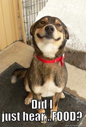  DID I JUST HEAR...FOOD? Good Dog Greg