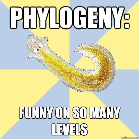 Phylogeny: funny on so many levels - Phylogeny: funny on so many levels  Bio Major Planarian