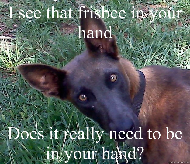 I see that frisbee in your hand Does it really need to be in your hand?  Matter of Fact Malinois