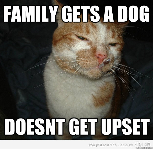 family gets a dog doesnt get upset  Good Cat Greg