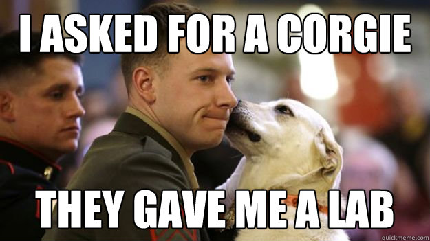 I asked for a Corgie They gave me a lab - I asked for a Corgie They gave me a lab  Misc