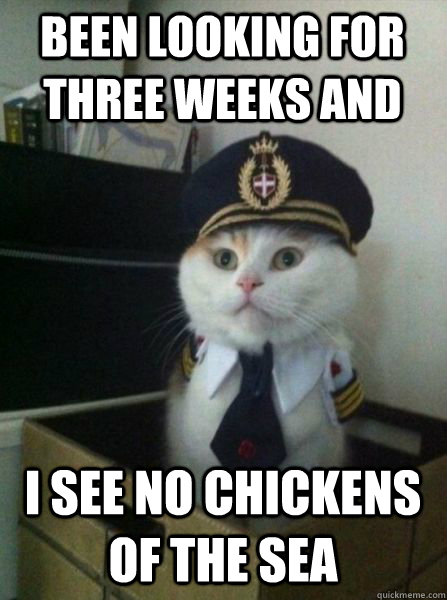 been looking for three weeks and I see no Chickens of the sea  Captain kitteh