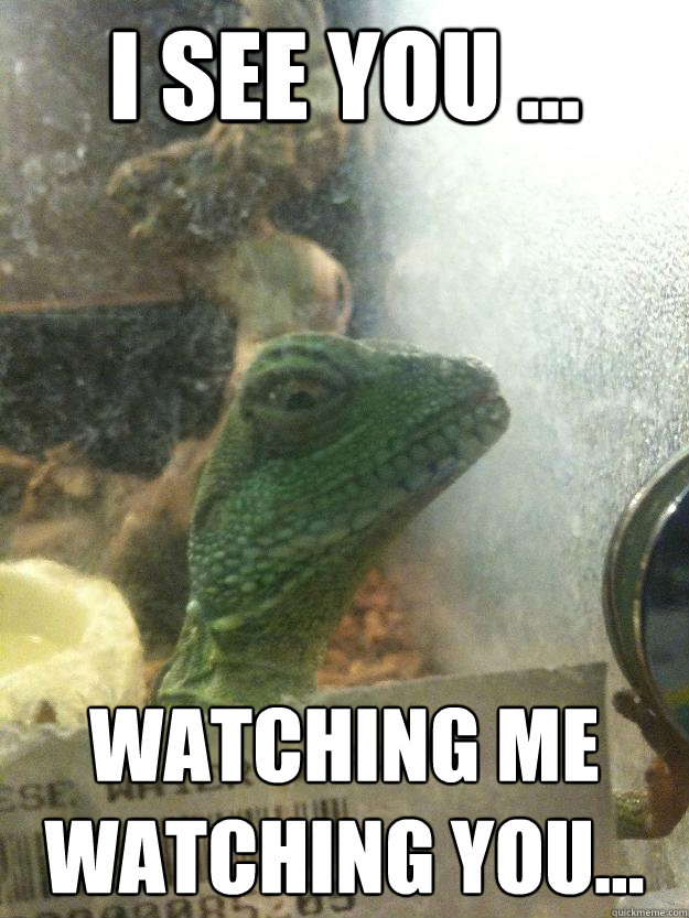 i see you ... watching me watching you... - i see you ... watching me watching you...  Leery Lizard