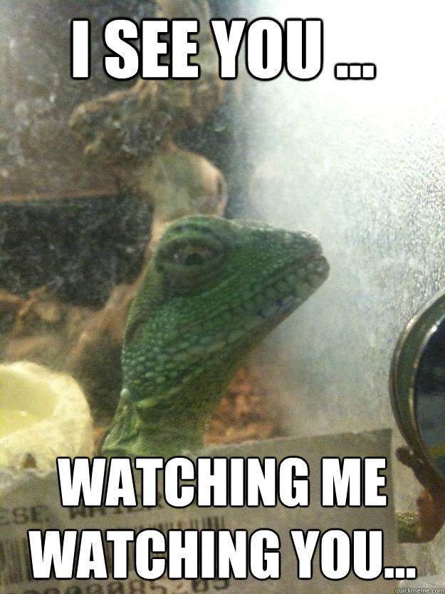 i see you ... watching me watching you...  