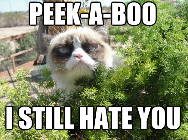 peek-a-boo i still hate you  Tard cat peek-a-boo