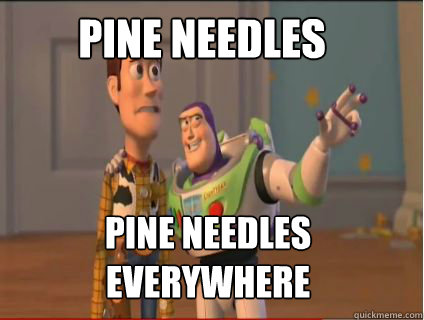 Pine needles Pine needles everywhere  woody and buzz