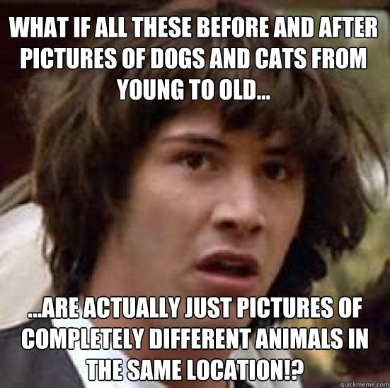 What if all these before and after pictures of dogs and cats from young to old... ...are actually just pictures of completely different animals in the same location!?  - What if all these before and after pictures of dogs and cats from young to old... ...are actually just pictures of completely different animals in the same location!?   conspiracy keanu