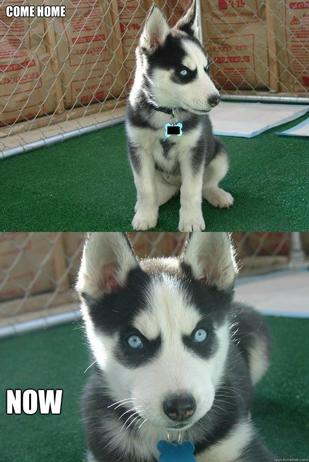 COME HOME NOW  Insanity puppy