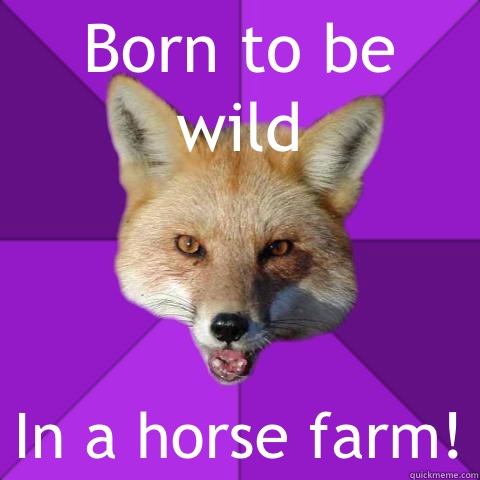 Born to be wild In a horse farm!  Forensics Fox