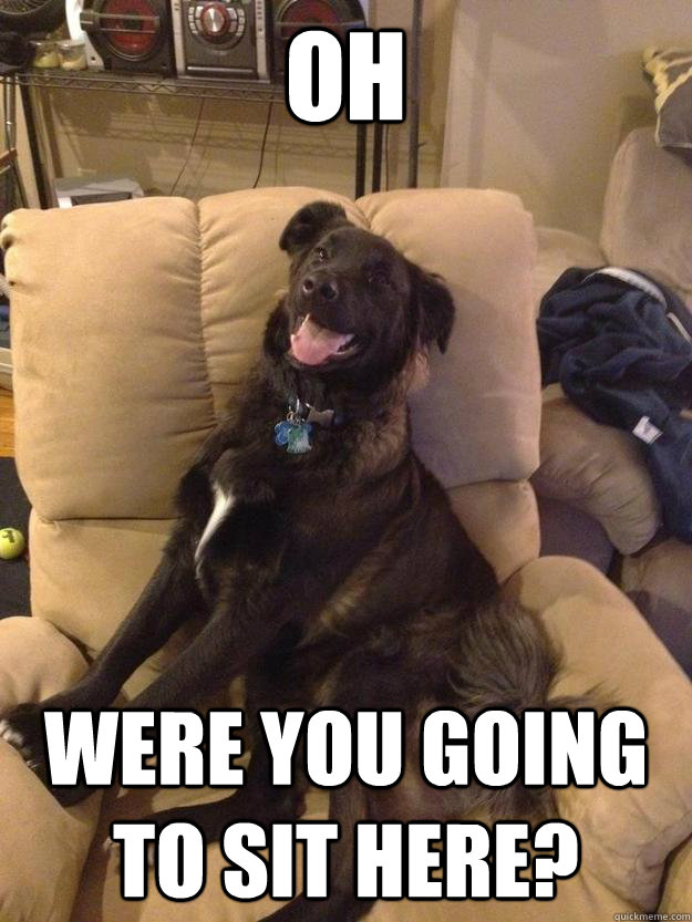 oh were you going to sit here? - oh were you going to sit here?  Dog Troll Face