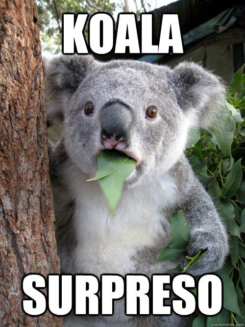 koala surpreso  Surprised Koala