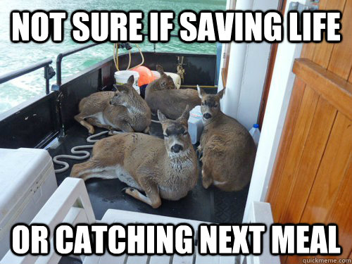 Not sure if saving life Or catching next meal - Not sure if saving life Or catching next meal  Skeptical deer...