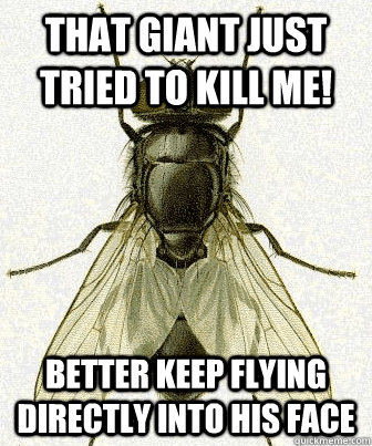 that giant just tried to kill me! better keep flying directly into his face  Fly logic