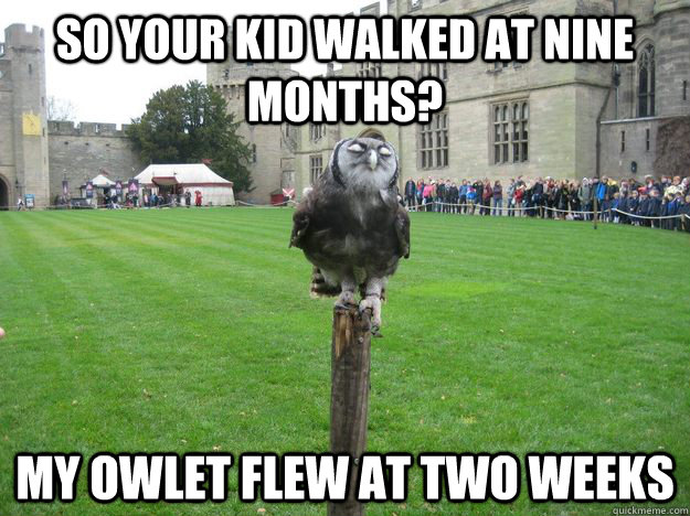 so your kid walked at nine months? my owlet flew at two weeks - so your kid walked at nine months? my owlet flew at two weeks  Misc
