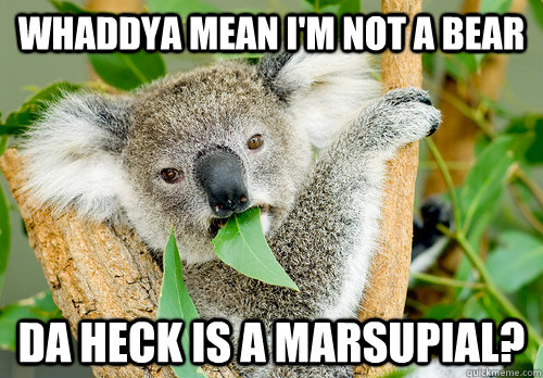 Whaddya mean i'm not a bear Da heck is a marsupial?  Koala