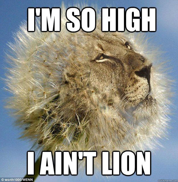 I'm so high I Ain't lion  