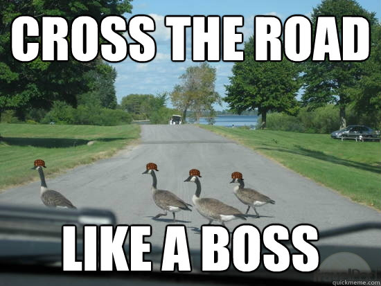 Cross the Road Like a boss  Scumbag Geese